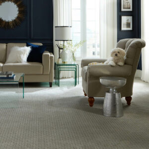 Puppy on couch | York Carpetland USA 